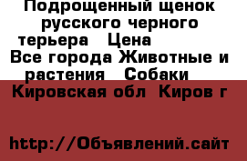 Подрощенный щенок русского черного терьера › Цена ­ 35 000 - Все города Животные и растения » Собаки   . Кировская обл.,Киров г.